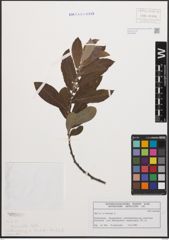 Foto von Salix cinerea L.